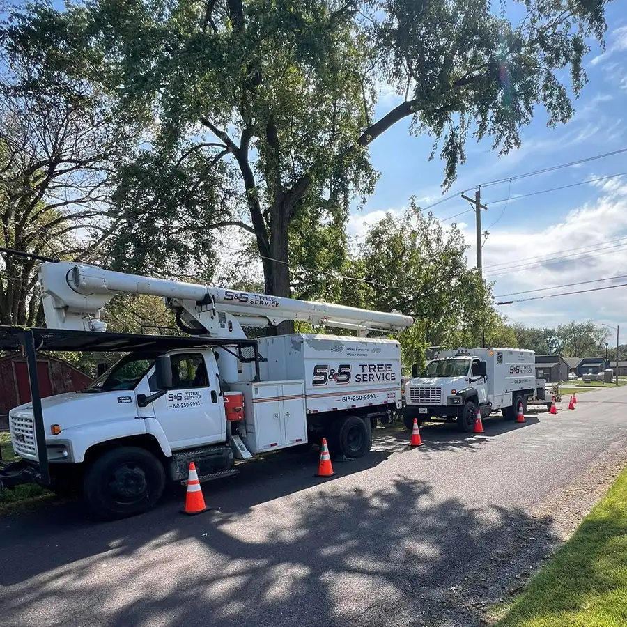 s-and-s-tree-service-new-baden-il-gallery-02