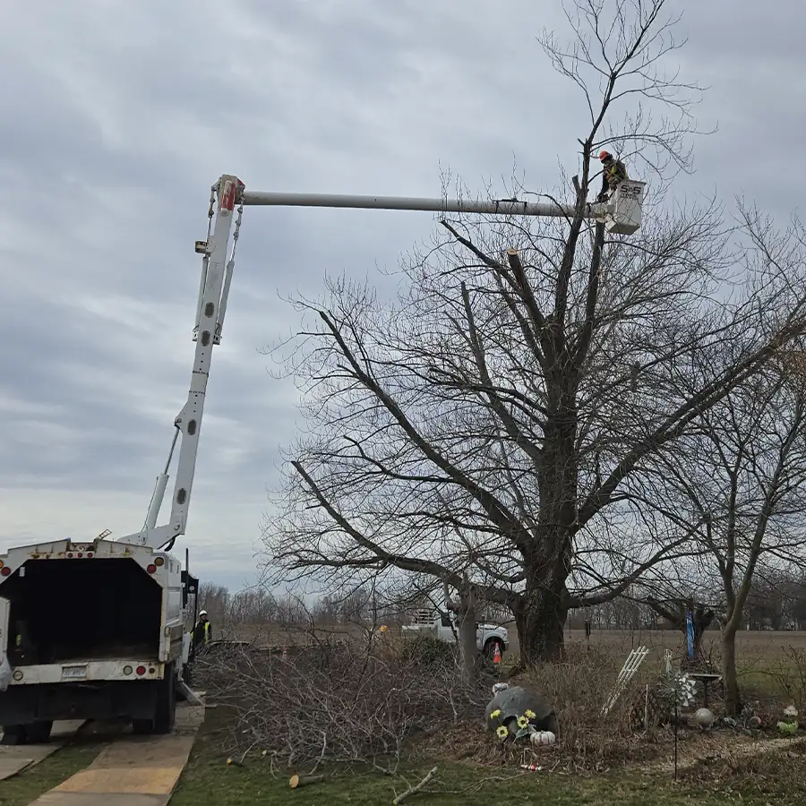 s-and-s-tree-service-new-baden-il-gallery-03