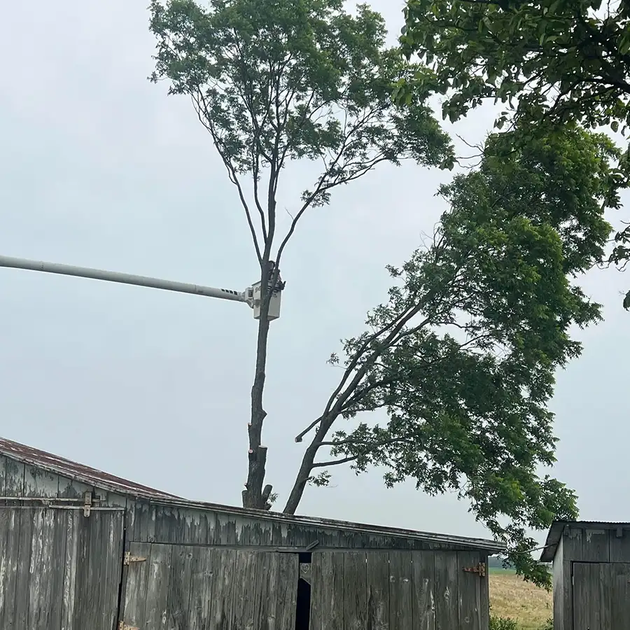 s-and-s-tree-service-new-baden-il-gallery-07