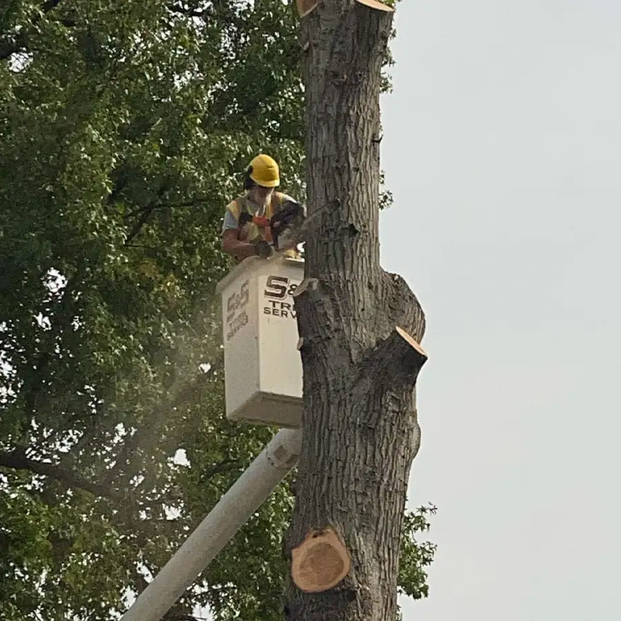 s-and-s-tree-service-new-baden-il-gallery-09