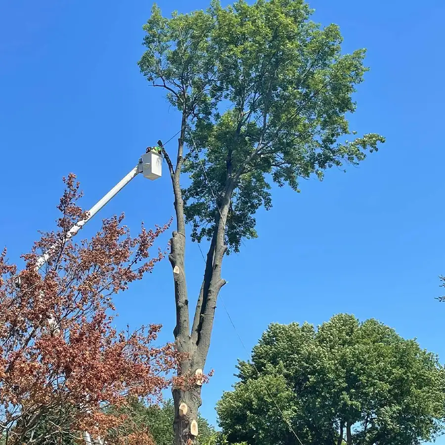 s-and-s-tree-service-new-baden-il-gallery-12