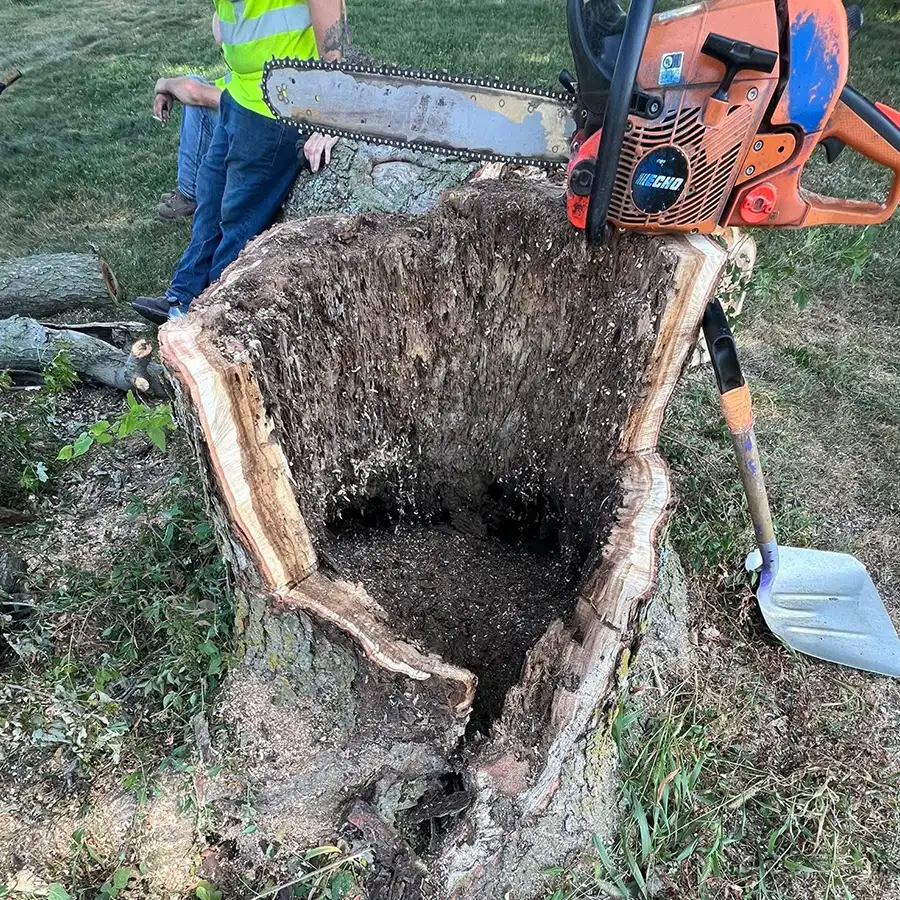 s-and-s-tree-service-new-baden-il-gallery-13