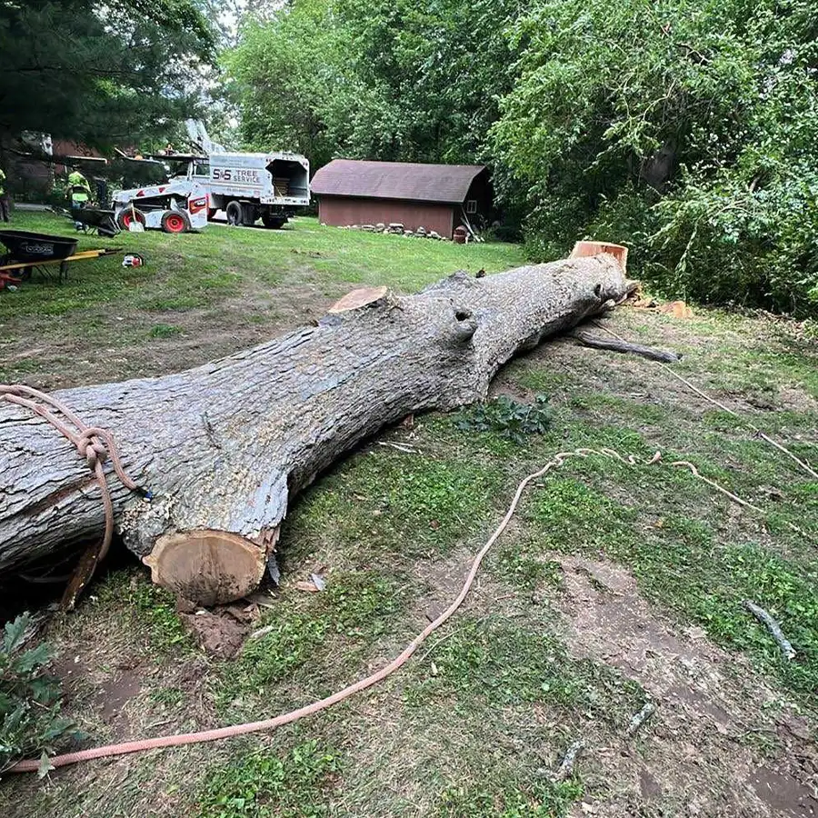 s-and-s-tree-service-new-baden-il-gallery-14