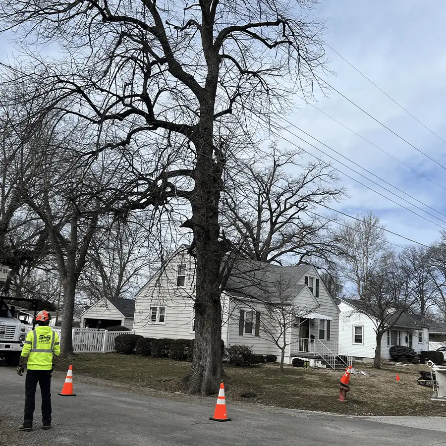 s-and-s-tree-service-new-baden-il-gallery-16