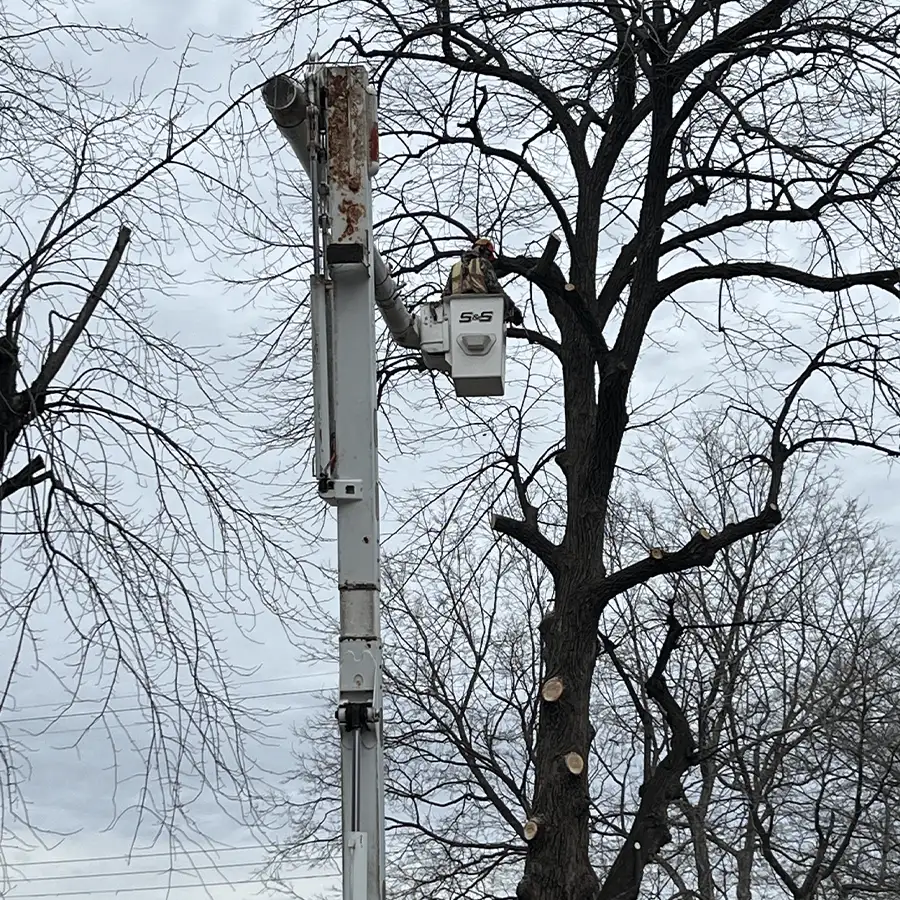 s-and-s-tree-service-new-baden-il-gallery-17