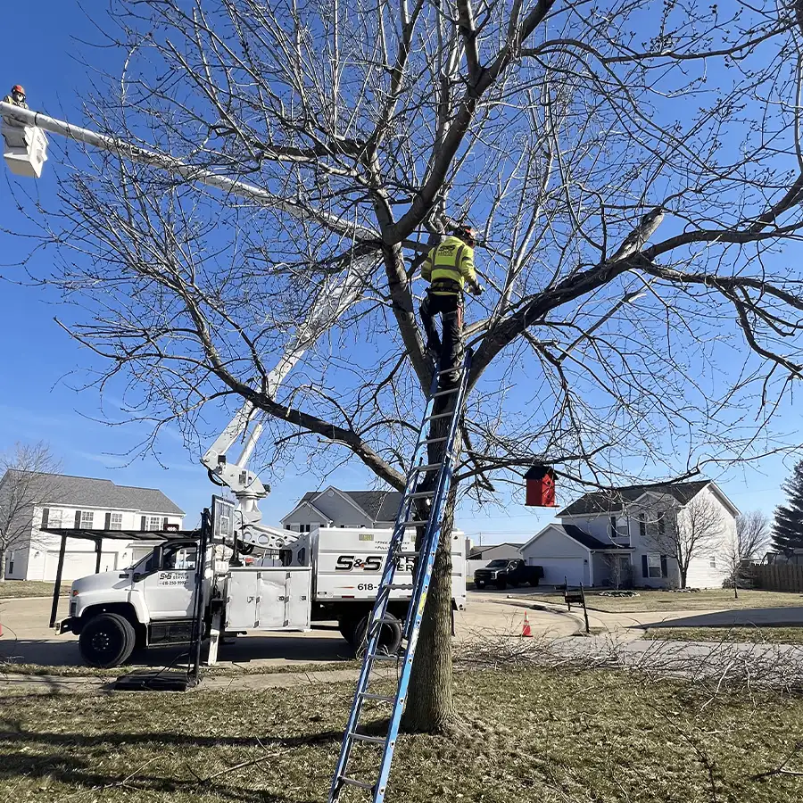 s-and-s-tree-service-new-baden-il-gallery-19