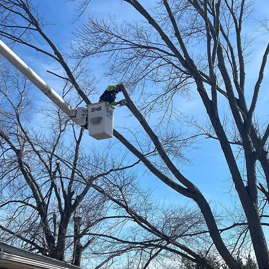 s-and-s-tree-service-new-baden-il-gallery-22