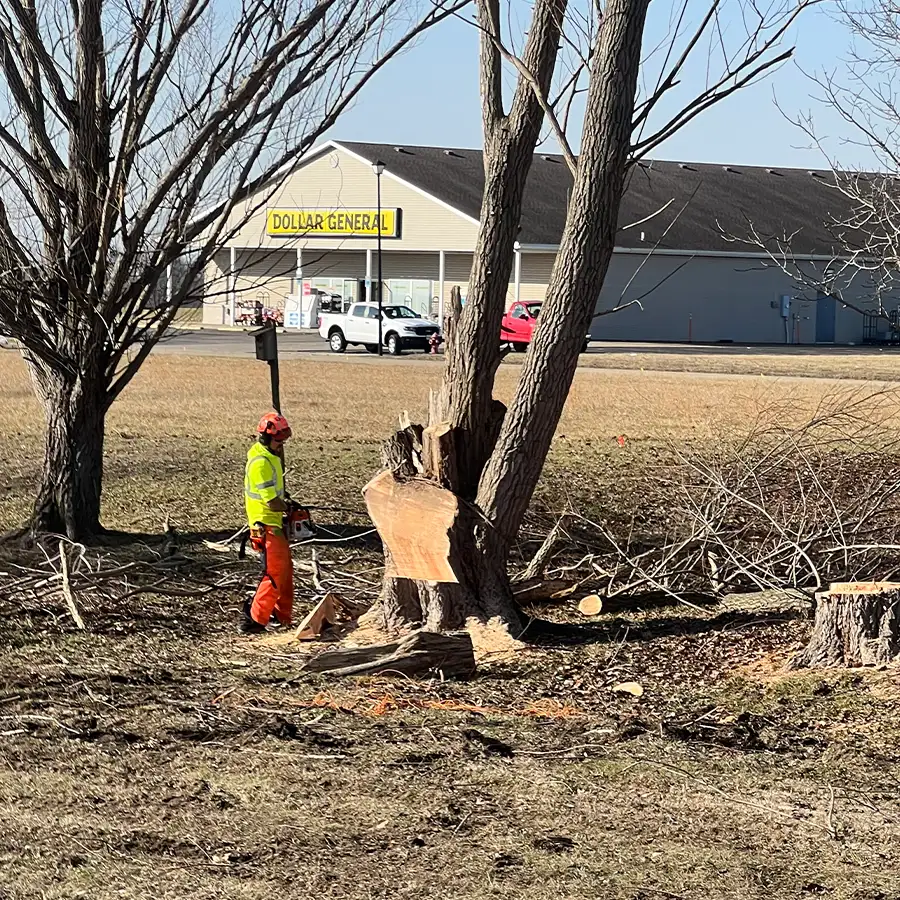 s-and-s-tree-service-new-baden-il-gallery-23